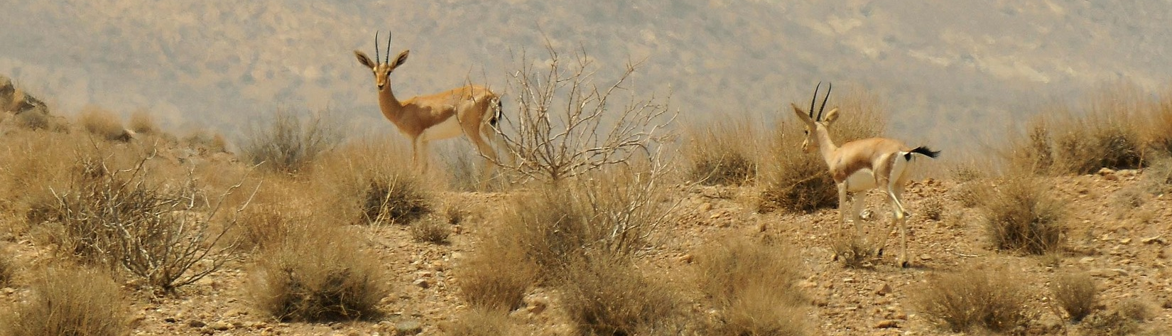 Hormod Protected Area; The Habitat of the World’s Smallest Ovis